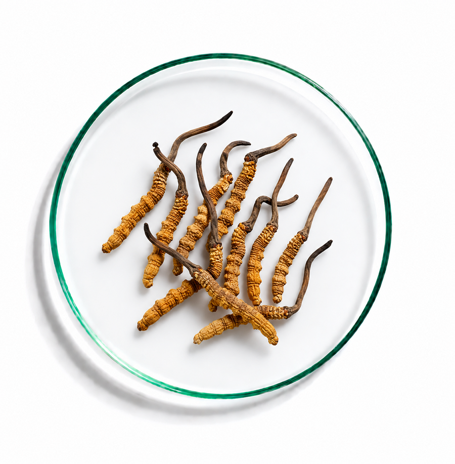 Kordyceps chiński (Cordyceps sinensis)